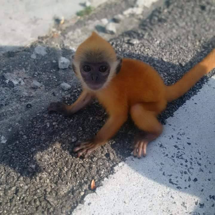 Baby monkey